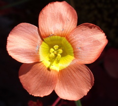 Copper Sorrel (Oxalis inaequalis)