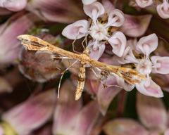 Geina periscelidactylus