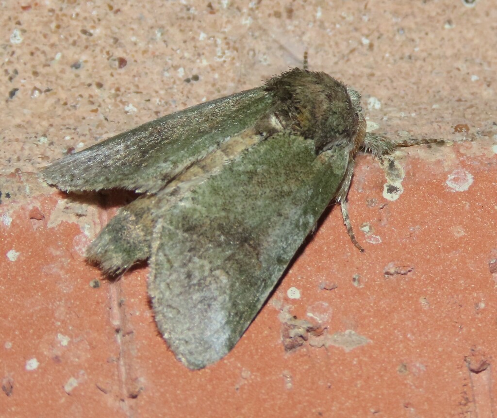 Rifargia benitensis