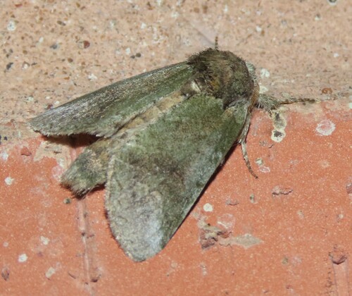 Rifargia benitensis
