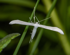 Hellinsia homodactylus