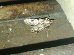Aglossa