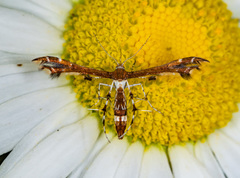 Geina tenuidactylus