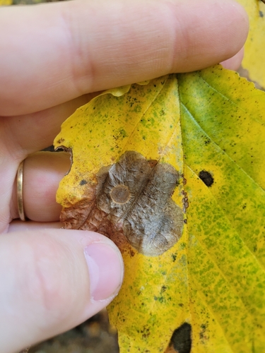 Witchhazel Leafminer photo 2