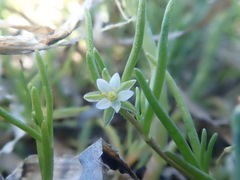 Spergularia canadensis