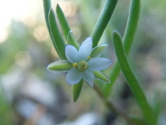 Spergularia canadensis