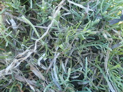 Spergularia canadensis