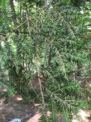 Tsuga canadensis