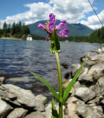 Physostegia parviflora