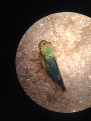 Cicadella