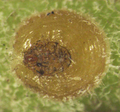 Lecanochiton actites