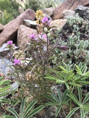 Orthocarpus cuspidatus