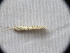 Nectopsyche exquisita