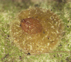 Lecanochiton actites