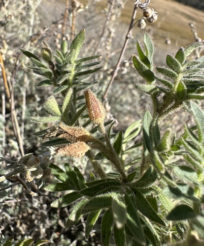 Image of Polemonium foliosissimum by (c) Matt Berger, some rights reserved (CC BY)
