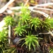 Northern Haircap Moss - Photo (c) andrewmelton, some rights reserved (CC BY-NC), uploaded by andrewmelton