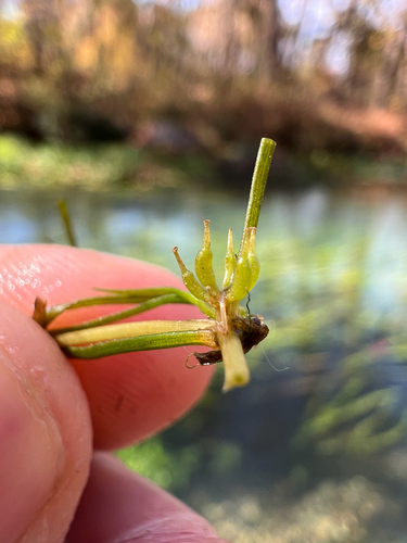 Image of Zannichellia palustris by (c) Nathan Aaron, some rights reserved (CC BY)