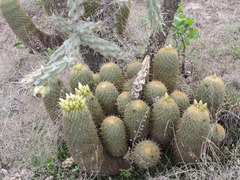 Coryphantha erecta