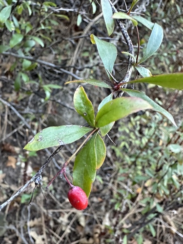Image of Berberis fendleri by (c) Matt Berger, some rights reserved (CC BY)