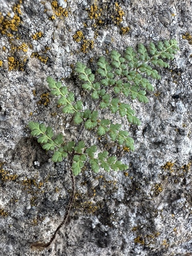 Image of Myriopteris fendleri by (c) Matt Berger, some rights reserved (CC BY)