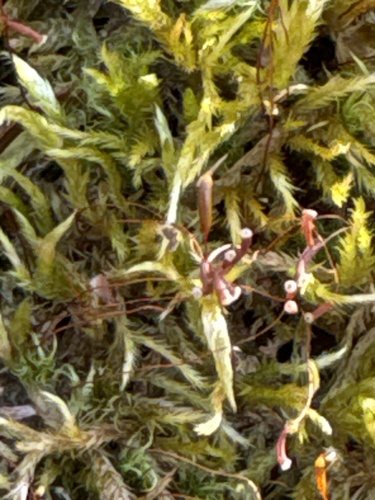 Image of Callicladium haldaneanum by (c) naturalist charlie, some rights reserved (CC BY)