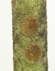 Lecanochiton actites