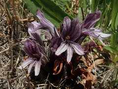 Aphyllon californicum californicum