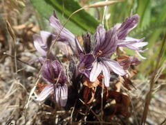 Aphyllon californicum californicum