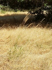 Elymus × hansenii