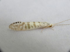 Nectopsyche exquisita