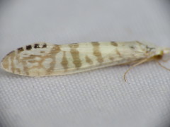 Nectopsyche exquisita