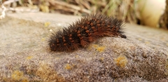 Erebidae