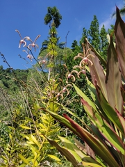Arachnis flos-aeris