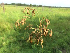 Scirpus pendulus