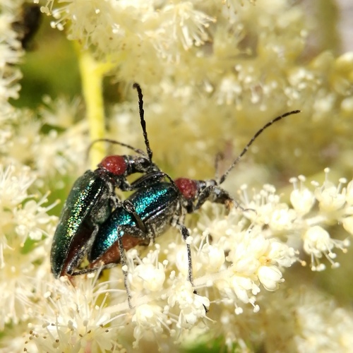Gaurotes virginea, photo 2 of 10