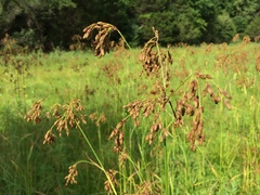 Scirpus pendulus