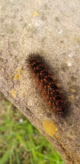 Erebidae