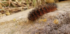 Erebidae