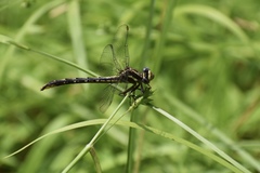 Phanogomphus exilis