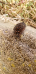Erebidae