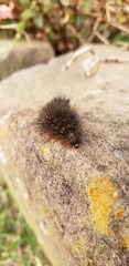 Erebidae