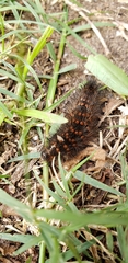 Erebidae