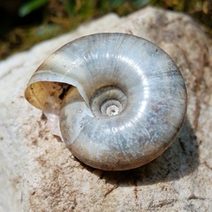 Paraegopis mauritii