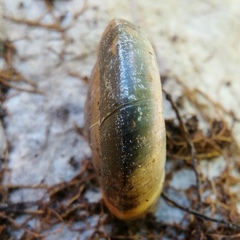 Paraegopis mauritii