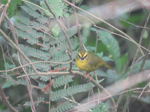 Pale-legged Warbler (Myiothlypis signata), photo 5
