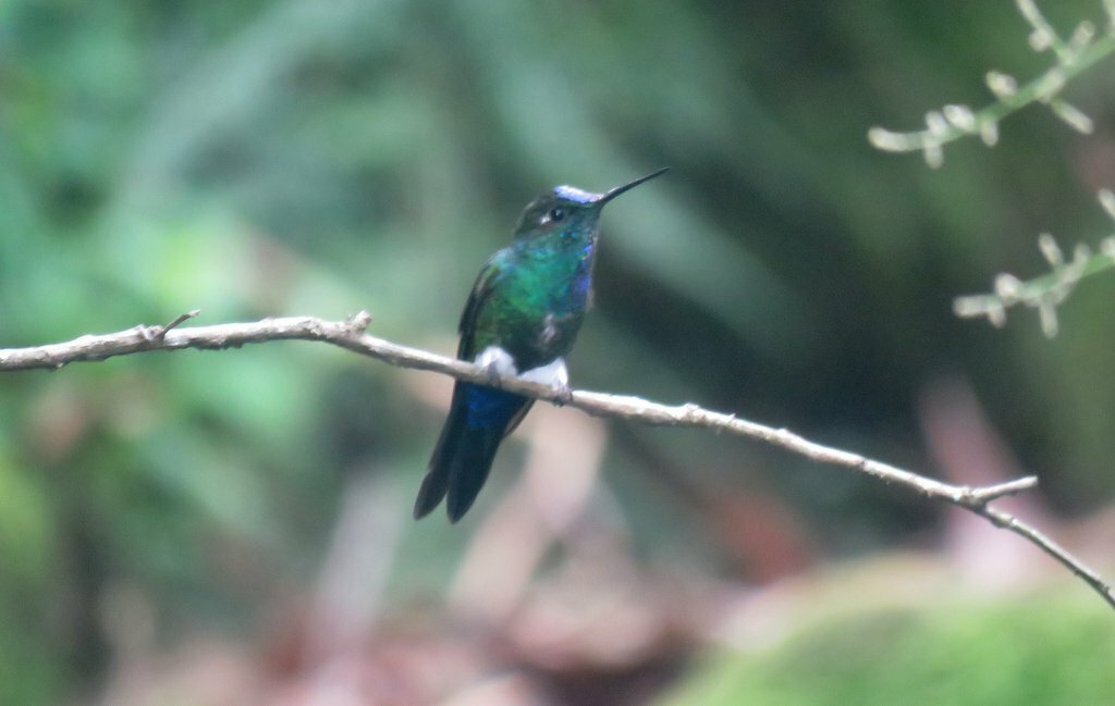 Blue-capped Puffleg (Eriocnemis glaucopoides), photo 7