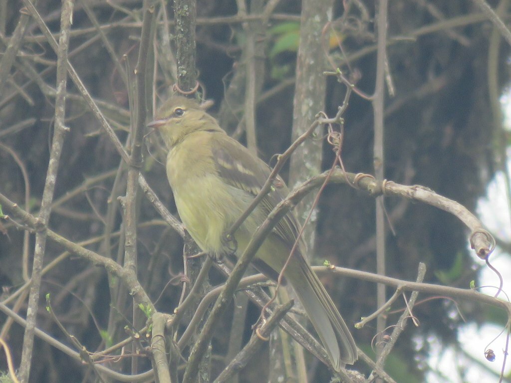 Highland Elaenia (Elaenia obscura), photo 9