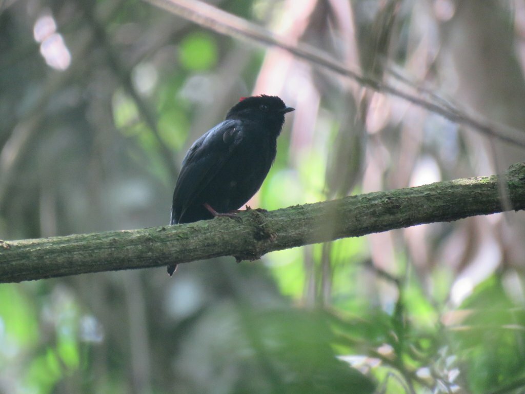 Yungas Manakin (Chiroxiphia boliviana), photo 7
