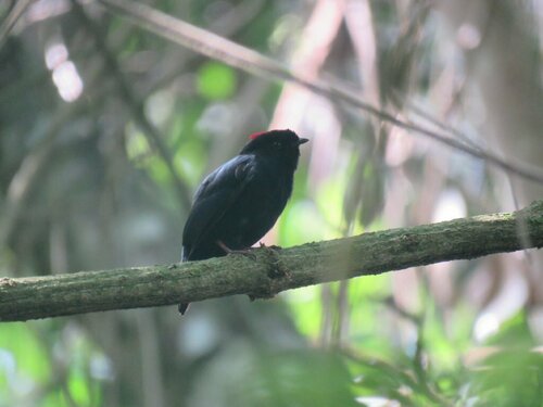 Yungas Manakin (Chiroxiphia boliviana), photo 8