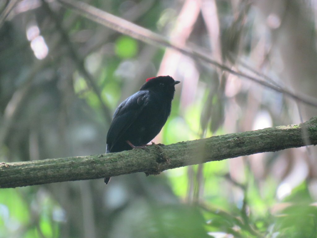 Yungas Manakin (Chiroxiphia boliviana), photo 8